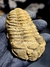 Trilobita Flexicalymene REF126 na internet