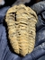 Trilobita Flexicalymene REF126 - loja online
