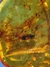 Copal Colombiano Com Insetos REF100 - loja online
