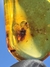 Copal Colombiano Com Insetos REF102 - loja online