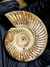 Amonita Fóssil Perisphinctes REF001 - comprar online