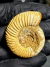 Amonita Fóssil Perisphinctes REF002 - comprar online