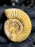 Amonita Fóssil Perisphinctes REF002 na internet