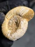 Amonita Fóssil Perisphinctes REF002 - Fósseis Brasil