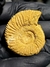 Amonita Fóssil Perisphinctes REF003 - comprar online