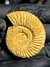 Amonita Fóssil Perisphinctes REF003 na internet