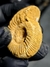 Amonita Fóssil Perisphinctes REF003 - Fósseis Brasil