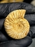 Amonita Fóssil Perisphinctes REF004 - comprar online