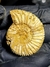 Amonita Fóssil Perisphinctes REF004 na internet