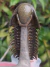 Trilobita Fóssil Crotalocephalina REF023 - comprar online