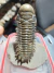 Trilobita Fóssil Crotalocephalina REF023