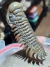 Trilobita Fóssil Crotalocephalina REF023 na internet