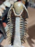 Trilobita Fóssil Crotalocephalina REF023 - loja online
