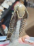 Trilobita Fóssil Crotalocephalina REF023