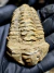 Trilobita Flexicalymene + Dente de Tubarão REF139 - comprar online