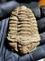 Trilobita Flexicalymene + Dente de Tubarão REF143 - comprar online