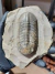 Trilobita Fóssil Struveaspis REF023
