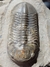 Trilobita Fóssil Struveaspis REF023 - comprar online