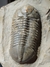 Trilobita Fóssil Struveaspis REF023 - loja online