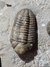 Trilobita Fóssil Austerops REF012 - comprar online