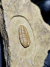 Trilobita Fóssil Bavarilla REF006 na internet