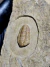 Trilobita Fóssil Bavarilla REF006 - Fósseis Brasil