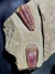 Trilobita Fóssil Bavarilla REF007 - loja online