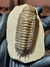 Trilobita Fóssil Crotalocephalina REF024