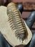 Trilobita Fóssil Crotalocephalina REF024 na internet