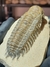 Trilobita Fóssil Crotalocephalina REF024 - Fósseis Brasil