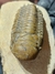 Trilobita Fóssil Crotalocephalina REF024