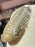 Trilobita Fóssil Crotalocephalina REF024 - loja online