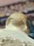 Trilobita Fóssil Crotalocephalina REF024 - comprar online