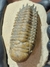 Trilobita Fóssil Crotalocephalina REF024 - comprar online