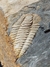 Trilobita Fóssil Portugal REF002 - comprar online