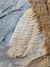 Trilobita Fóssil Portugal REF002 na internet
