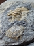 Trilobita Fóssil Portugal REF003 - comprar online