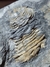 Trilobita Fóssil Portugal REF003 na internet