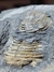Trilobita Fóssil Portugal REF003 - Fósseis Brasil