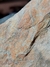 Trilobita Fóssil Portugal REF004 - Fósseis Brasil