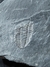 Trilobita Fóssil Portugal REF009 na internet