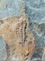 Trilobita Fóssil Portugal REF011 - comprar online