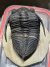 Trilobita Fóssil Zlichovaspis REF016