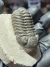Trilobita Fóssil Phacops REF093 - comprar online