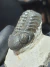 Trilobita Fóssil Phacops REF097 na internet