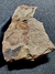 Trilobita Fóssil Parabathycheilus REF003 - comprar online