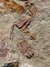 Trilobita Fóssil Parabathycheilus REF003 - Fósseis Brasil