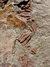 Trilobita Fóssil Parabathycheilus REF003 - loja online