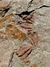 Imagem do Trilobita Fóssil Parabathycheilus REF003
