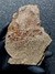 Trilobita Fóssil Parabathycheilus REF003